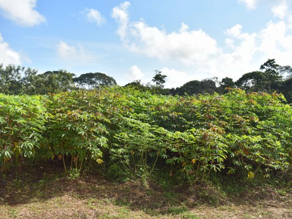 plantacion de yuca