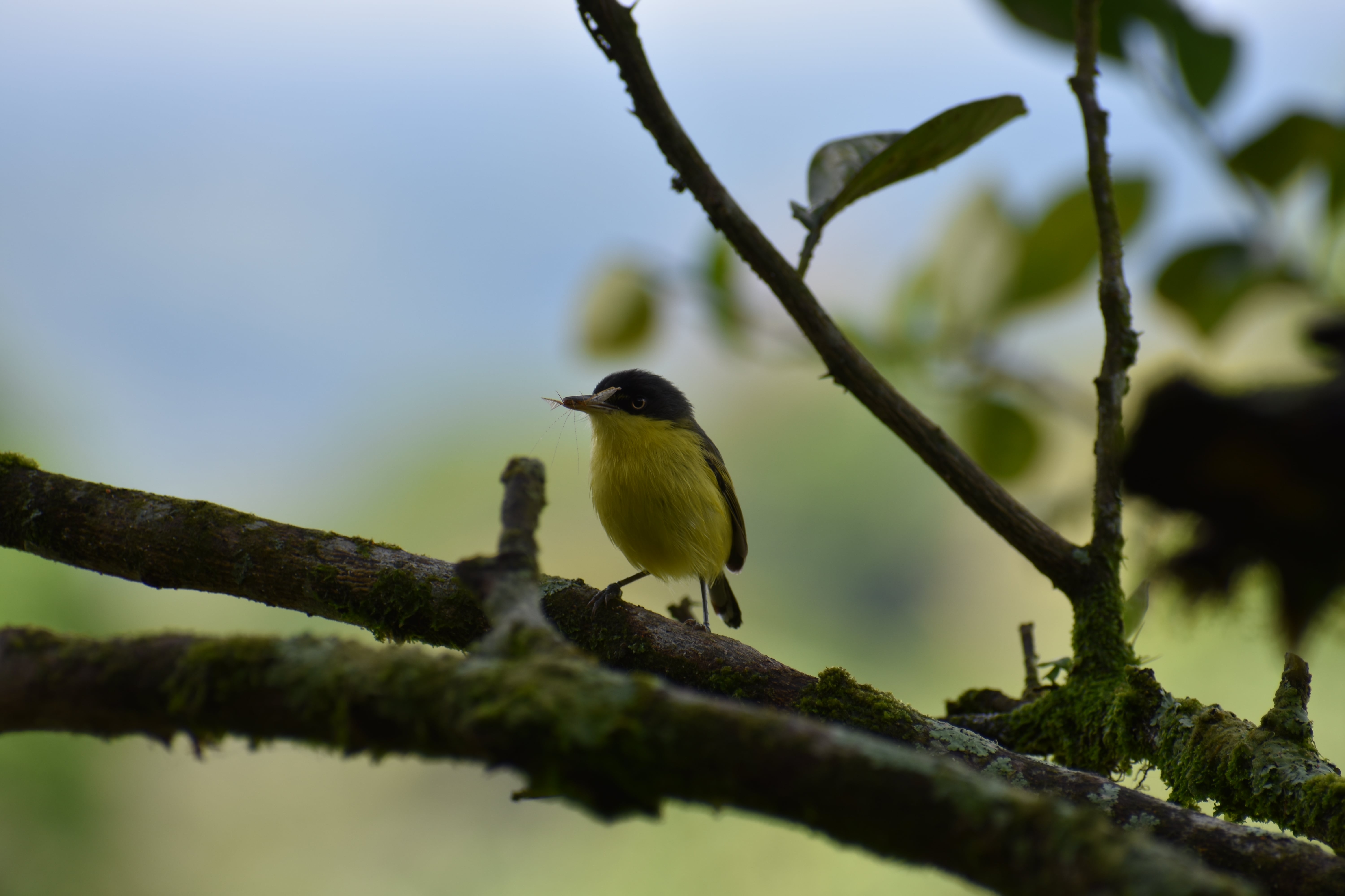 Pájaro