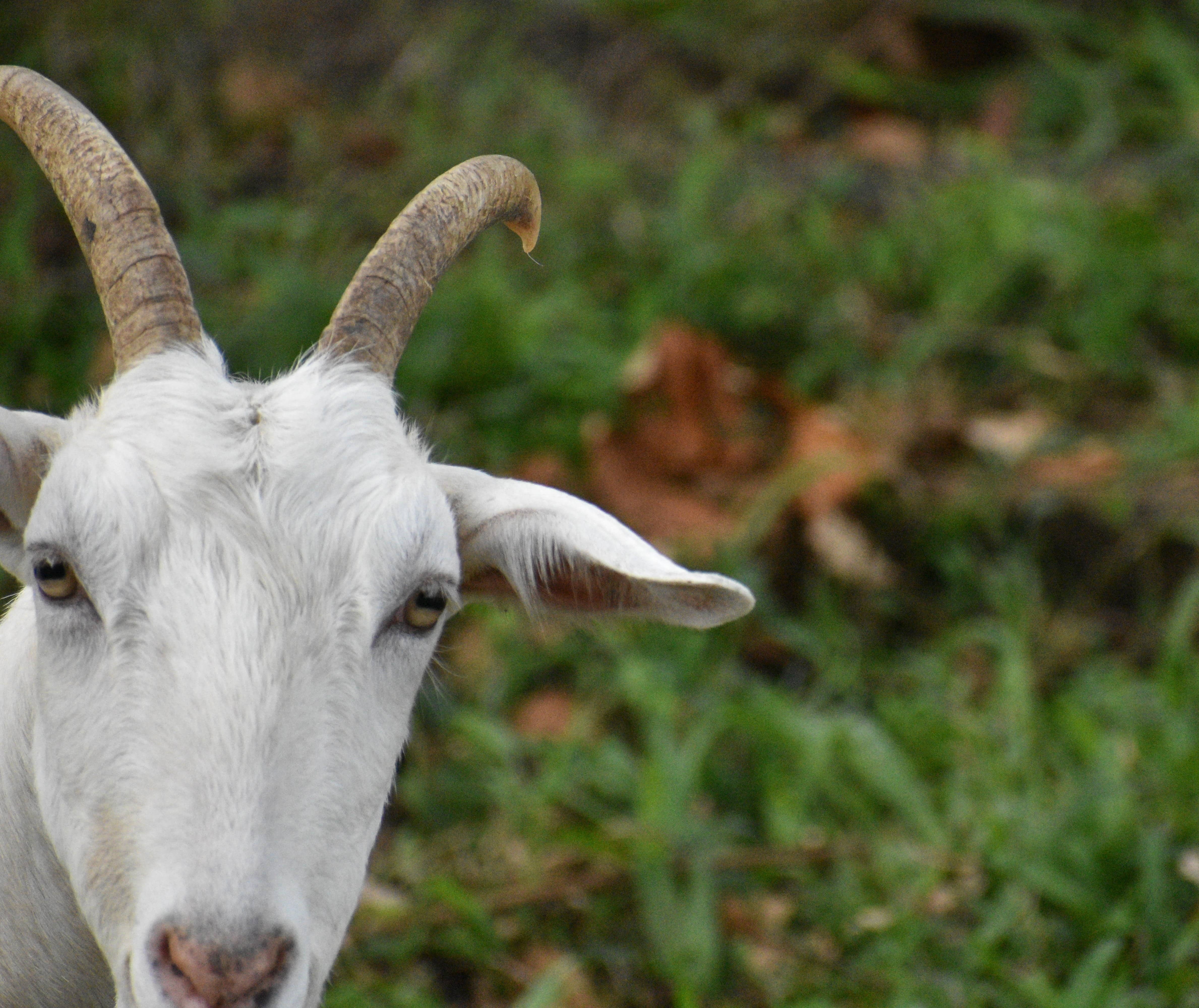 Cabra Finca Ecoorganica Sarapiqui